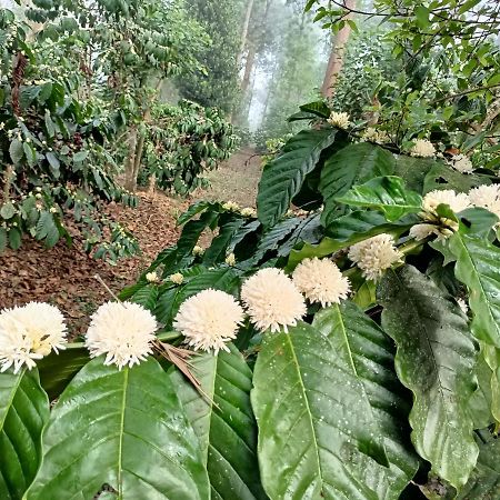 Coorg Kolamotte Hotel Gonikoppal Kültér fotó