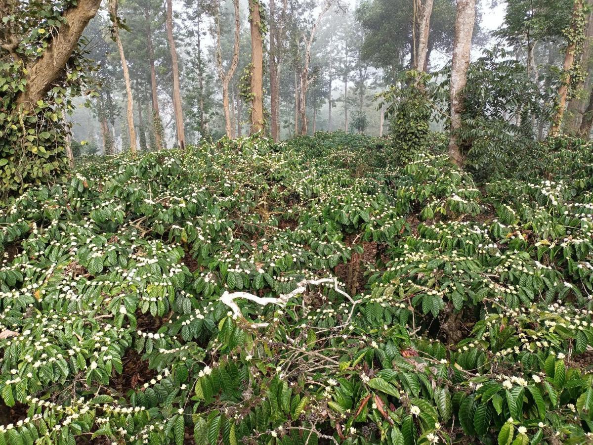 Coorg Kolamotte Hotel Gonikoppal Kültér fotó