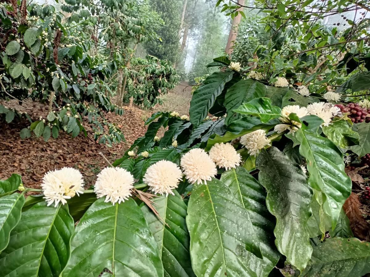 Coorg Kolamotte Hotel Gonikoppal Kültér fotó