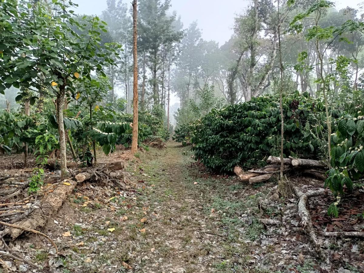Coorg Kolamotte Hotel Gonikoppal Kültér fotó