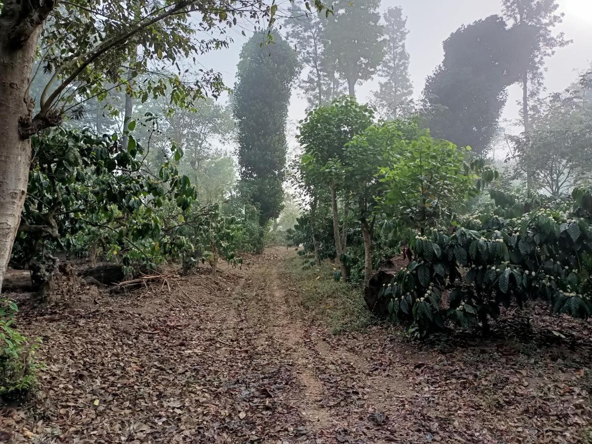 Coorg Kolamotte Hotel Gonikoppal Kültér fotó