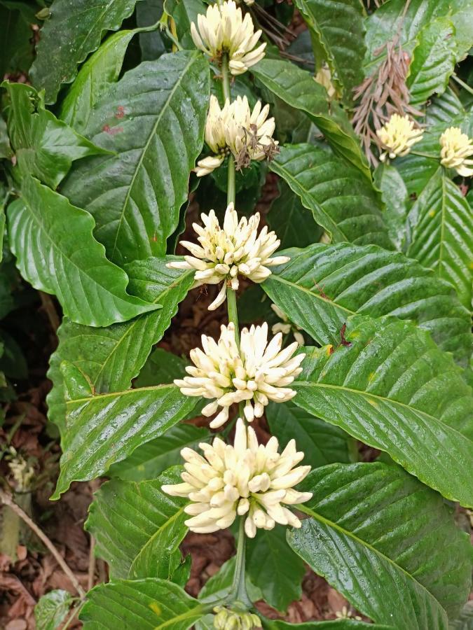 Coorg Kolamotte Hotel Gonikoppal Kültér fotó