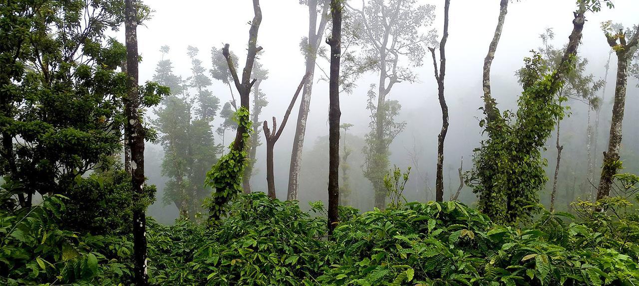 Coorg Kolamotte Hotel Gonikoppal Kültér fotó